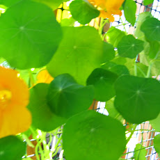 Basil & Nasturtium Summer Salad