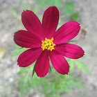 Garden Cosmos cultivar