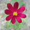Garden Cosmos cultivar