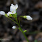 California Toothwort