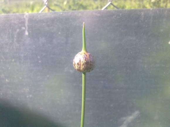 Spotting Image 1