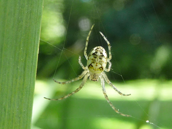 Spotting Image 1