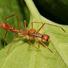 Kerengga Ant-like Jumper