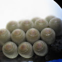 Stink Bug Eggs