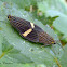 Wasp moths mating