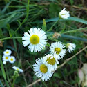 Daisy