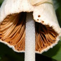 Conocybe apala
