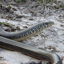 Eastern Glass Lizard