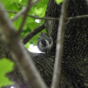 White-breasted Nuthatch