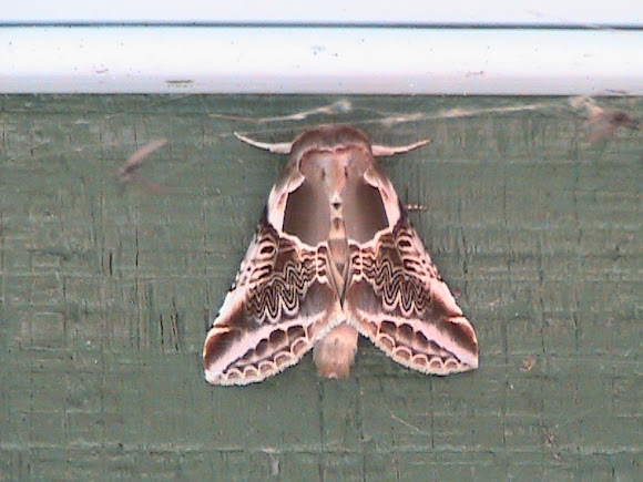 Spotting Image 1