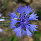 Cyani flower