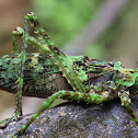 Moss Katydid