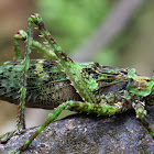 Moss Katydid