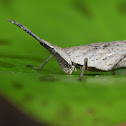 紅后負蝗 Atractomorpha sinensis