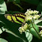 Northern Green Longwing