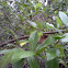 Clouded Skippers mating