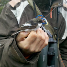 European Pied Flycatcher