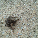 American toad