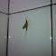 Mayflies
