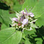 Hoary Mountain Mint