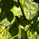 picoplano sulfuroso - picochato grande - yellow-olive flatbill