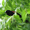 Red-winged Blackbird