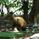 Common Agouti