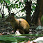 Common Agouti