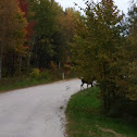 Canadian Moose