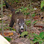 White-nosed coati