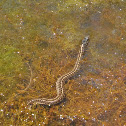 Wandering Garter Snake