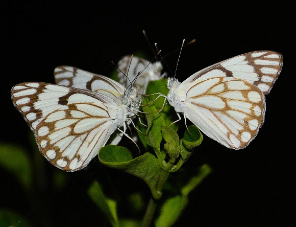 Spotting Image 1