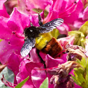 Bumble Bee