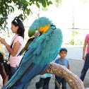 Blue-and-Gold Macaw