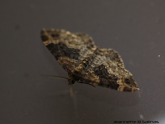 Spotting Image 1