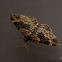Dark-barred Twin-spot Carpet