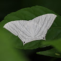 Moth