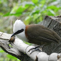 White-crested Laughingthrush