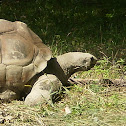 Aldabra Tortoise