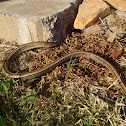 Slender Glass Lizard
