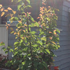 Apricot tree