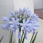 Agapanthus