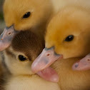 Muscovy Duck