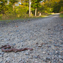 Common Adder