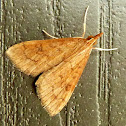 Celery Leaftier Moth