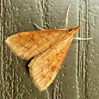 Celery Leaftier Moth