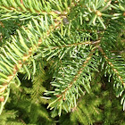 White Spruce