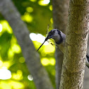 Blue Jay
