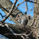Eastern gray squirrel