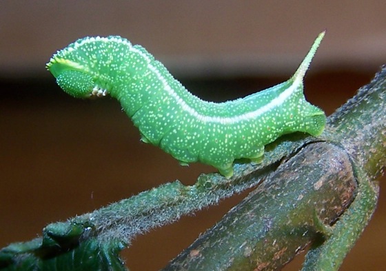Spotting Image 1